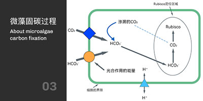 微藻固碳过程